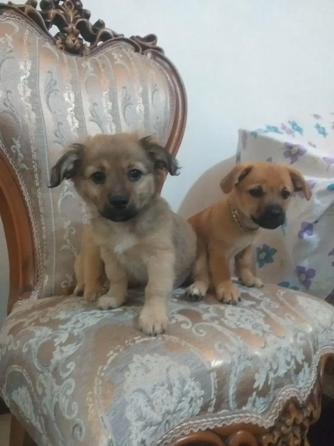 سه تا توله پا کوتاه نژاد شیپر ۷۴ روزه|سگ|رباطکریم, نصیرشهر|دیوار