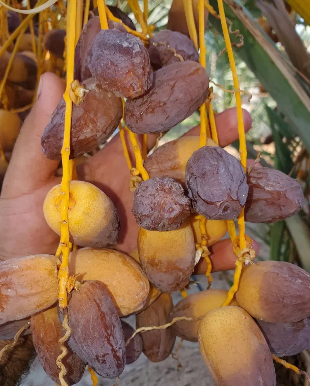 نهال های خرما|خدمات باغبانی و درختکاری|مرودشت, ژیان|دیوار