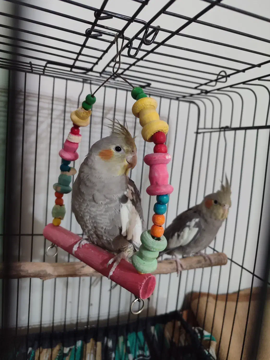 یک عدد قناری نر و دو عدد عروس هلندی سینامون|پرنده|اهواز, کیانپارس |دیوار