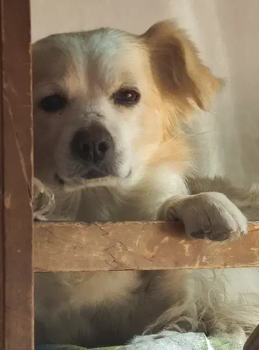 واگذاری سگ، نژاد اشپیتز|سگ|یزد, |دیوار