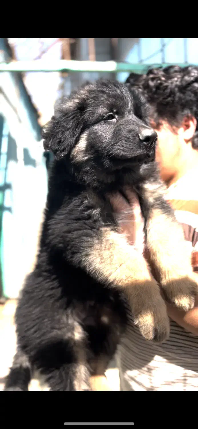 فروش سگ ژرمن شپرد شولاین محافظ|سگ|اصفهان, جلفا|دیوار