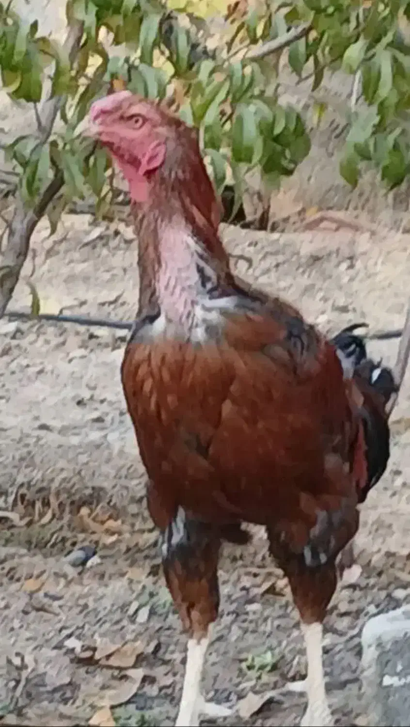 خروس لاری|حیوانات مزرعه|بومهن, |دیوار