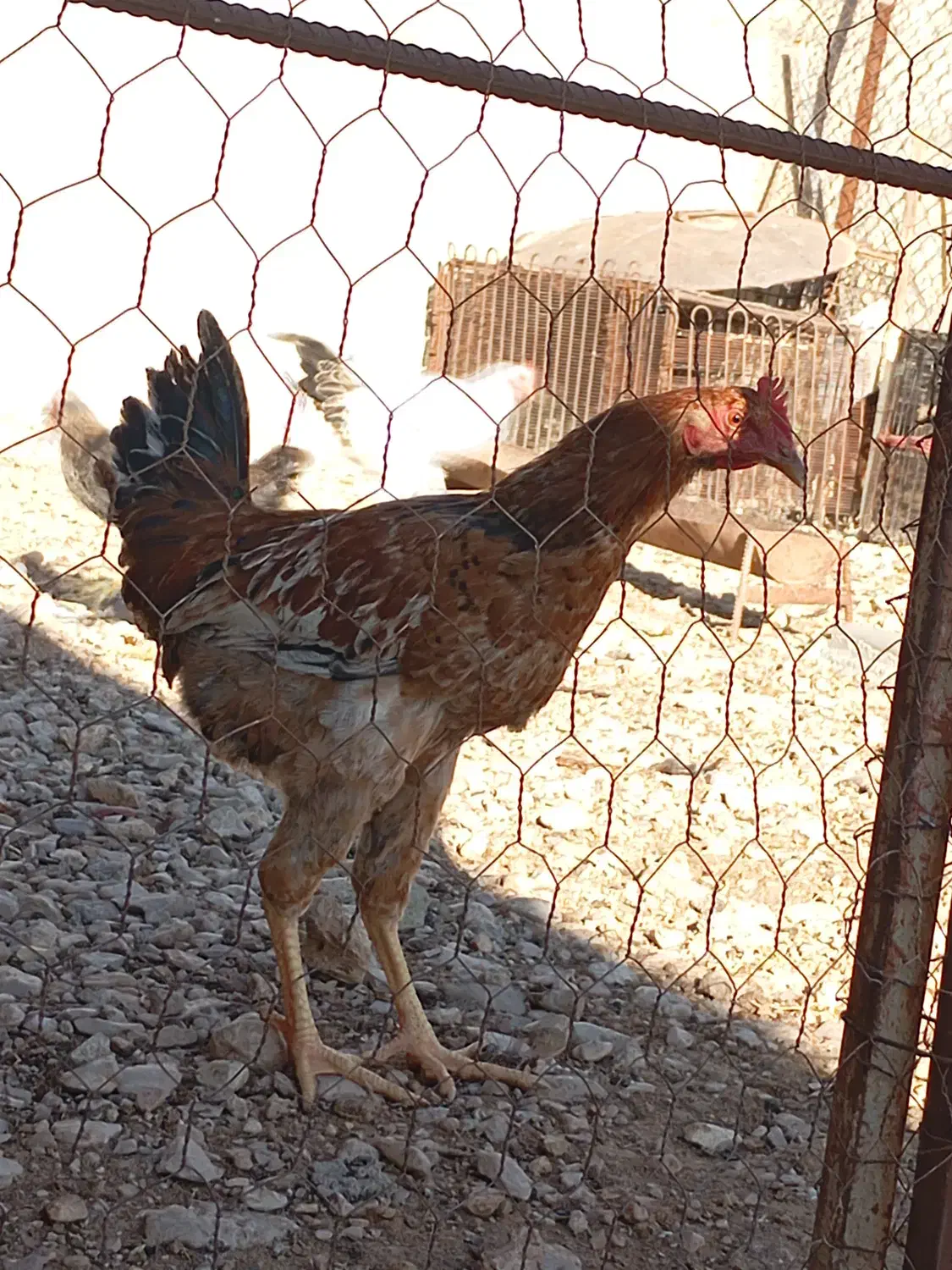 فروش خروس|حیوانات مزرعه|سرپل ذهاب, |دیوار