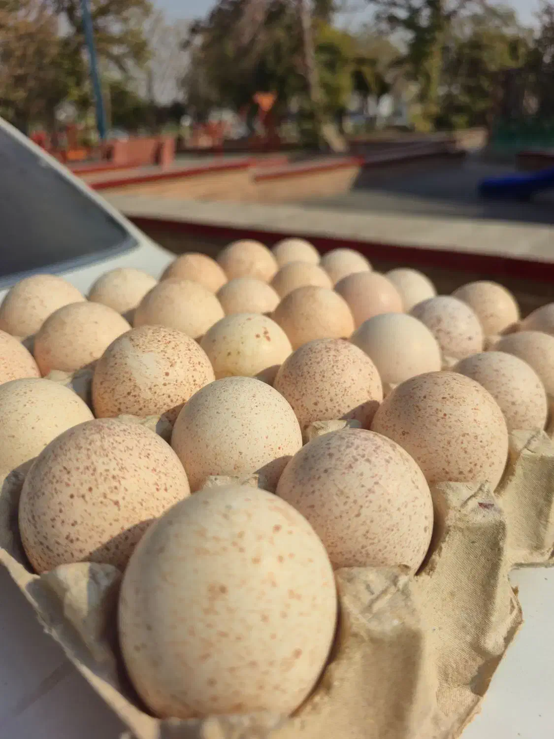 تخم بوقلمون خوراکی|خوردنی و آشامیدنی|ورامین, ورامین|دیوار