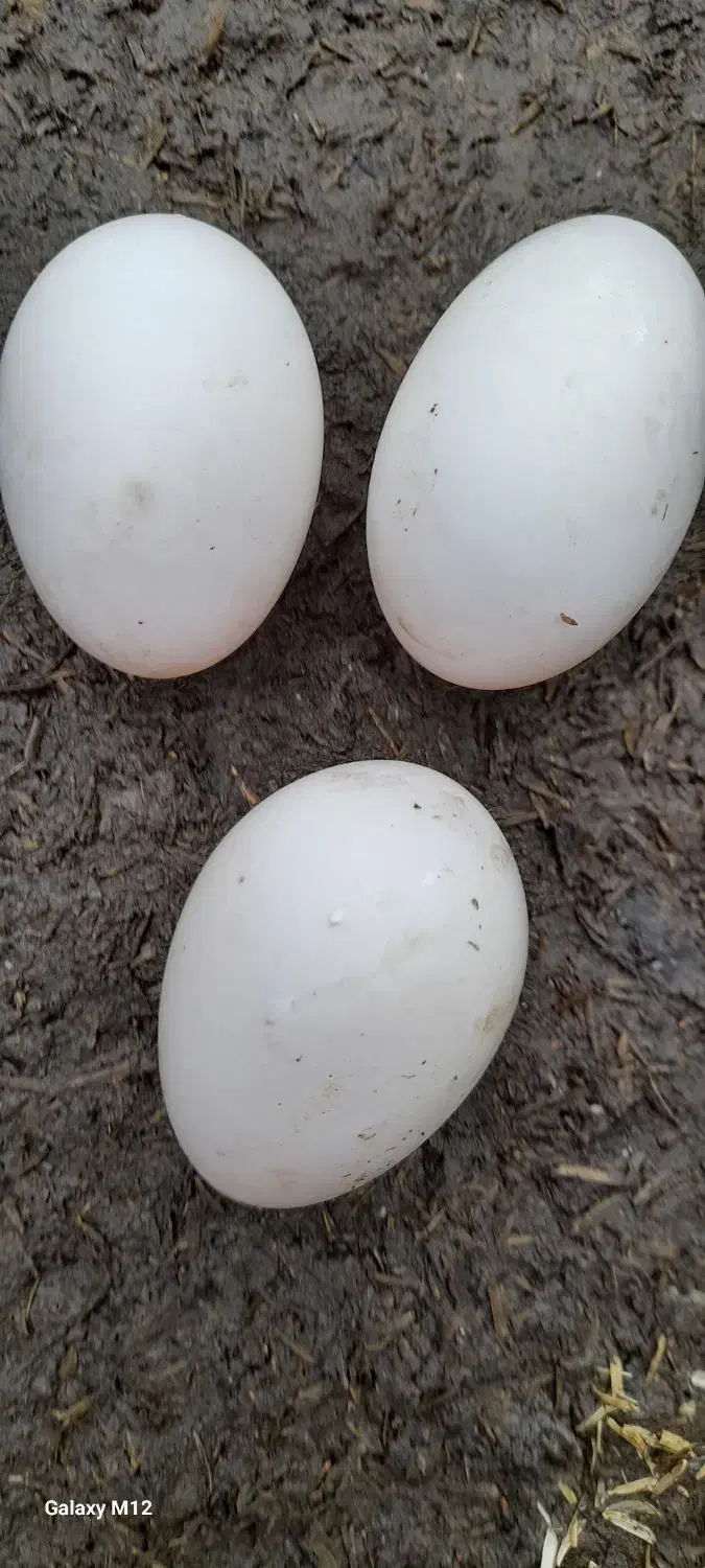 تخم اردک نطفه دار|خوردنی و آشامیدنی|فومن, |دیوار