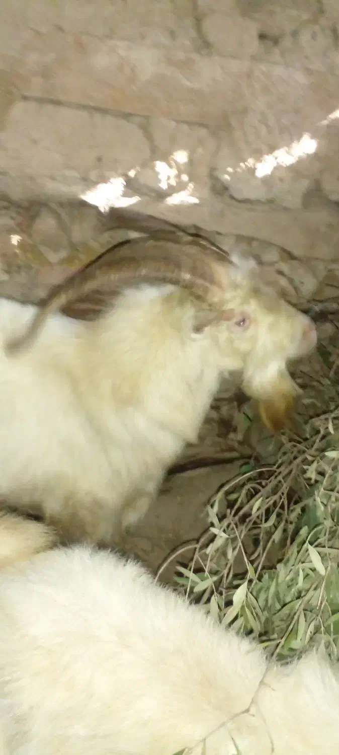 بز   نژاد سانن  دو رآس  پاجن  ا|حیوانات مزرعه|توتکابن, |دیوار