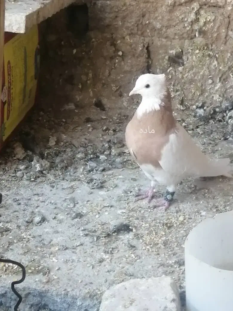 کبوتر طوقی|پرنده|باغ بهادران, |دیوار