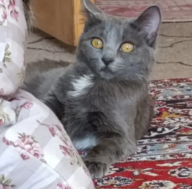 واگذاری گربه|گربه|شیراز, انجیره|دیوار