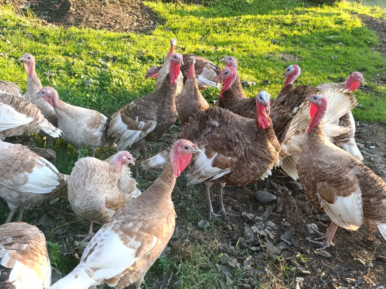 بوقلمون و غاز|حیوانات مزرعه|رشت, کوی قدس|دیوار