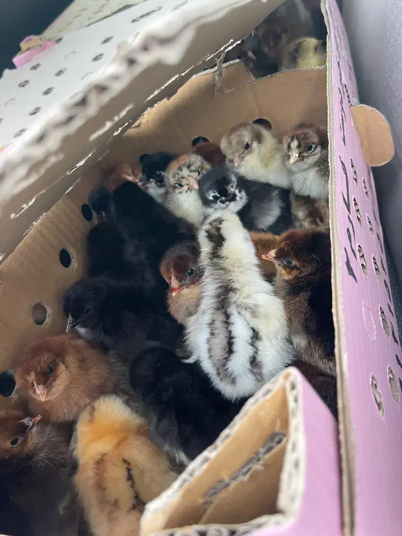 جوجه عمده|حیوانات مزرعه|رشت, آب آسیاب|دیوار