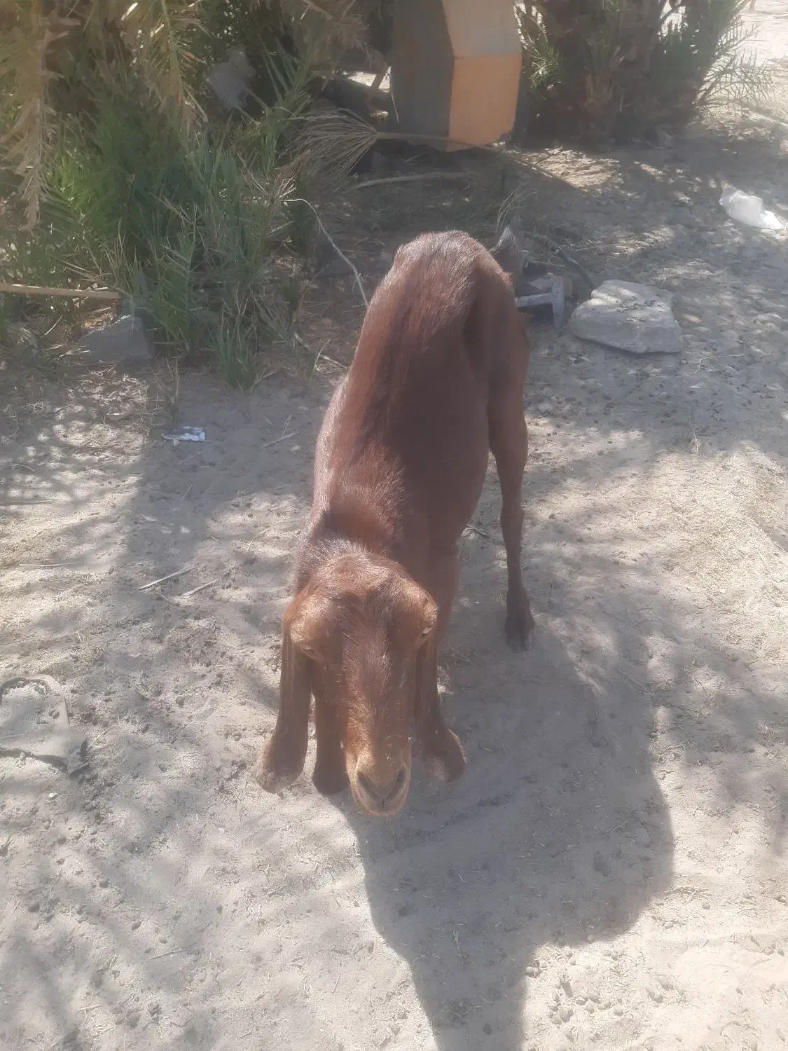 دوتادبز|حیوانات مزرعه|پشتکوه (سیستان و بلوچستان), |دیوار