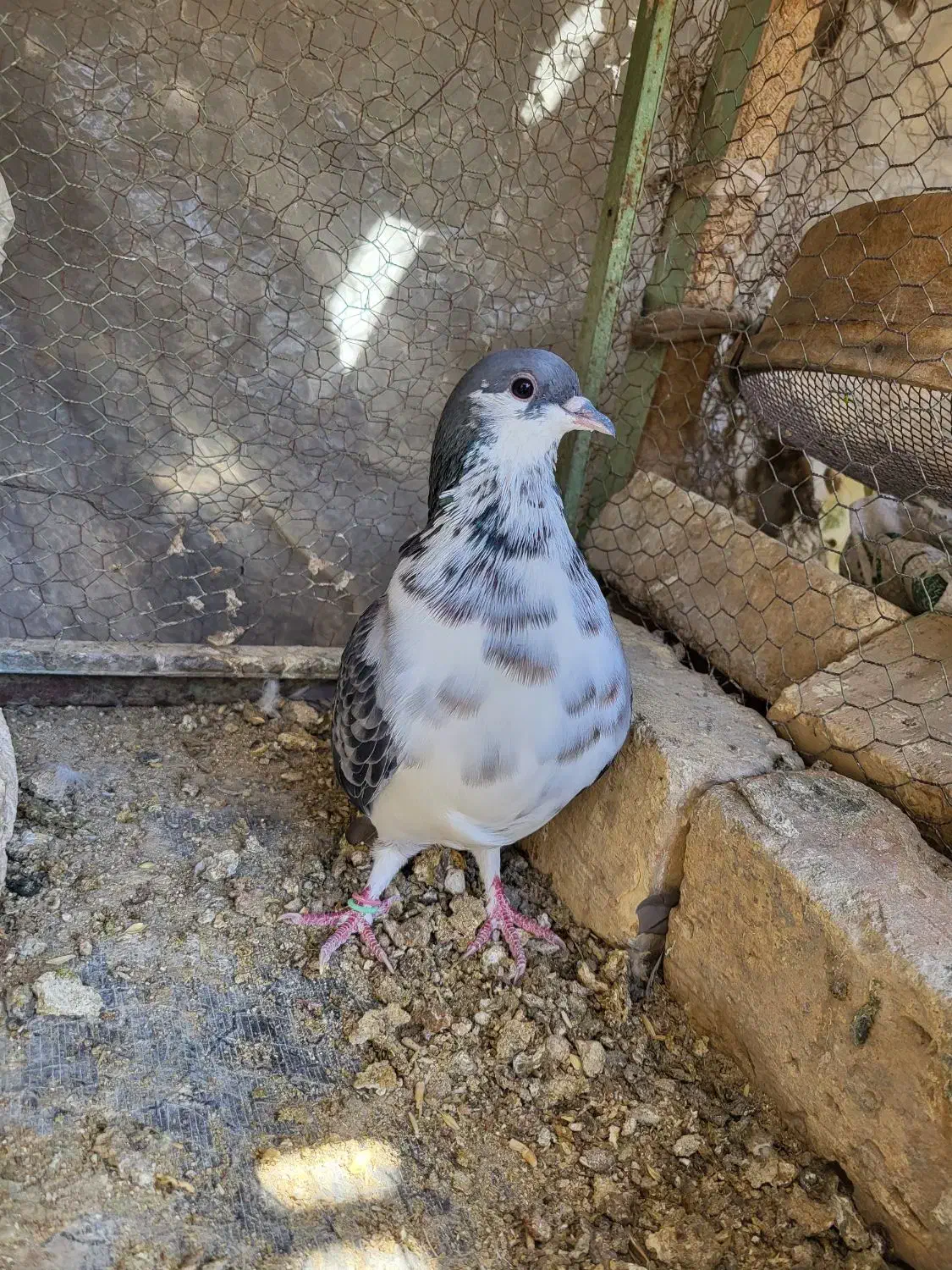 یجفت دمگیر گلین یلایی با جوجه|پرنده|اصفهان, قهجاورستان|دیوار