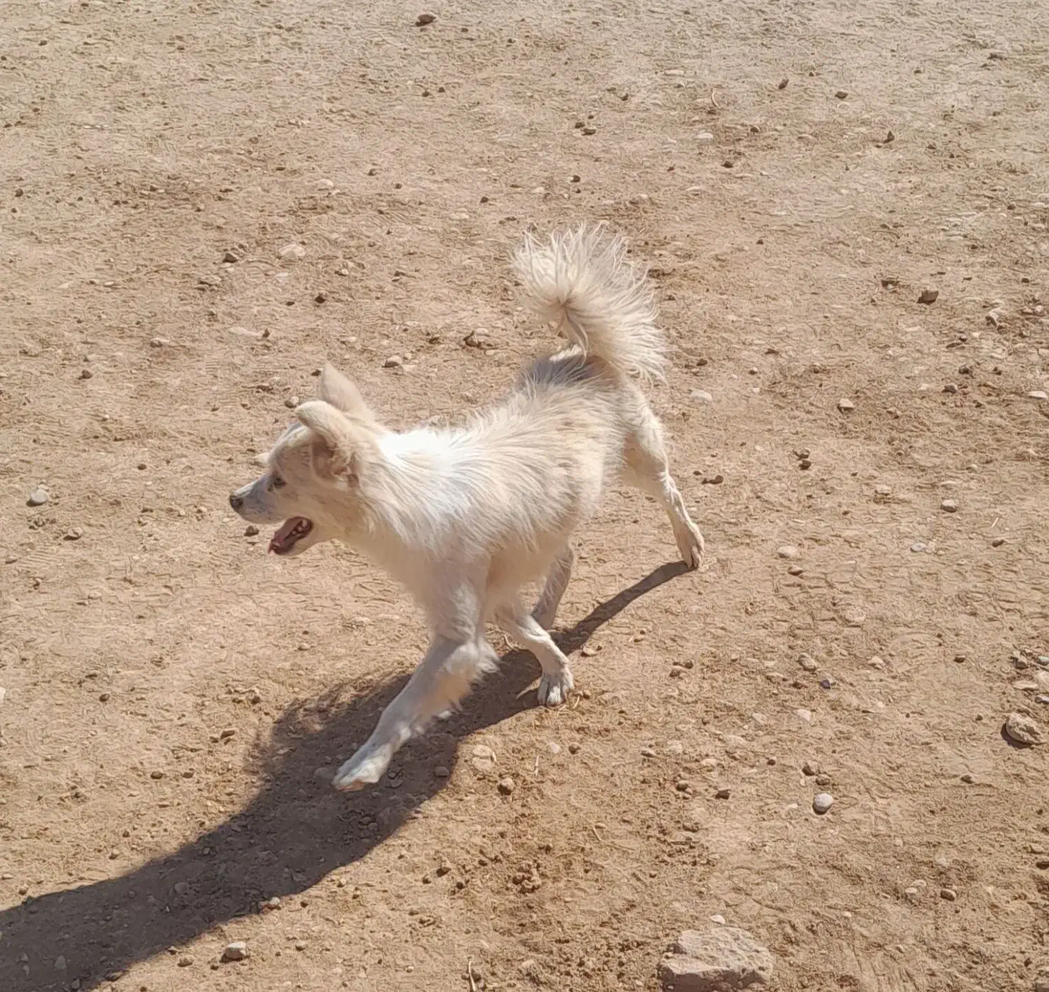 سگ خارجی پاپی|سگ|لردگان, |دیوار