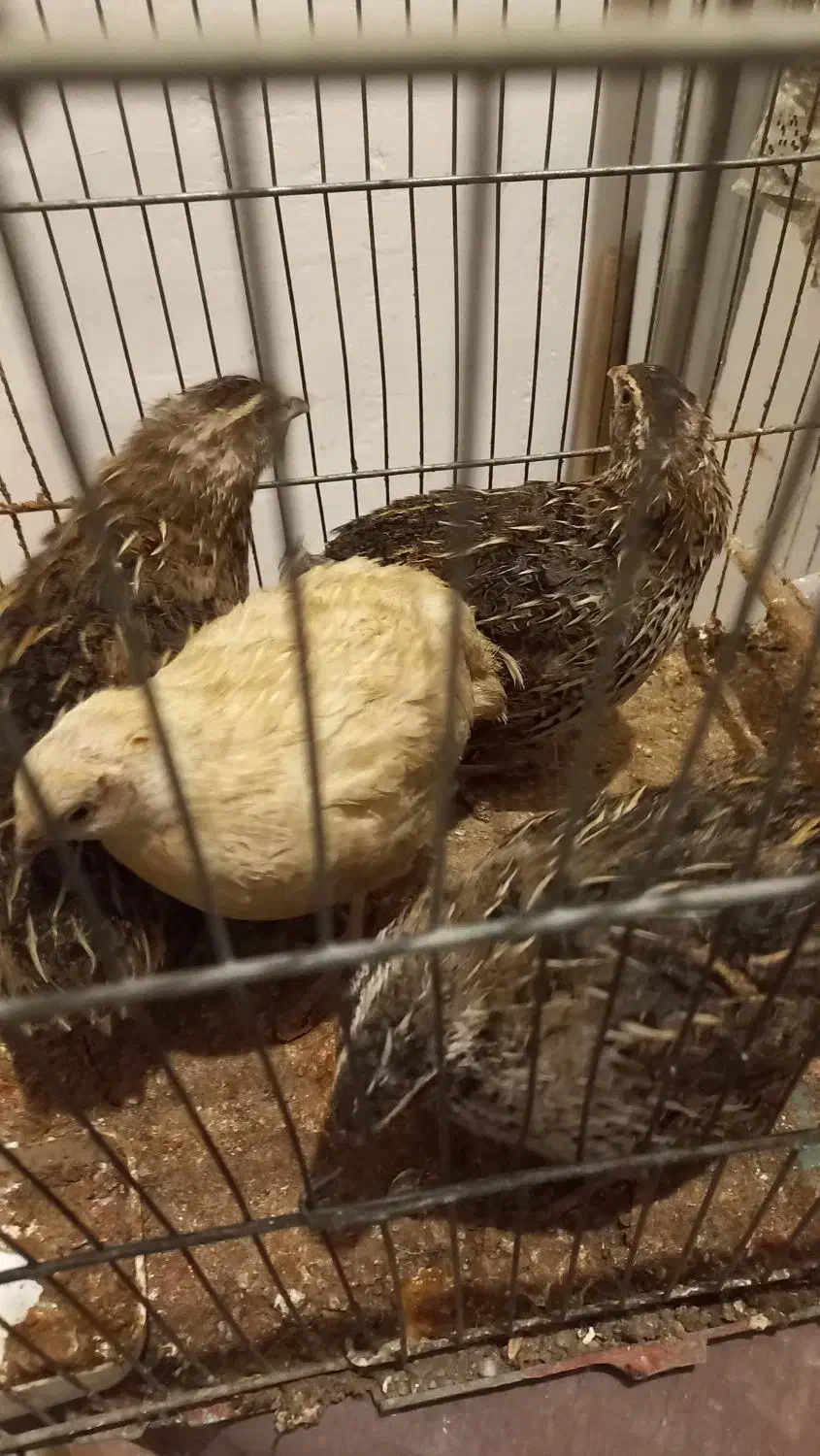 بلدرچین تخمگذار|حیوانات مزرعه|اردبیل, |دیوار