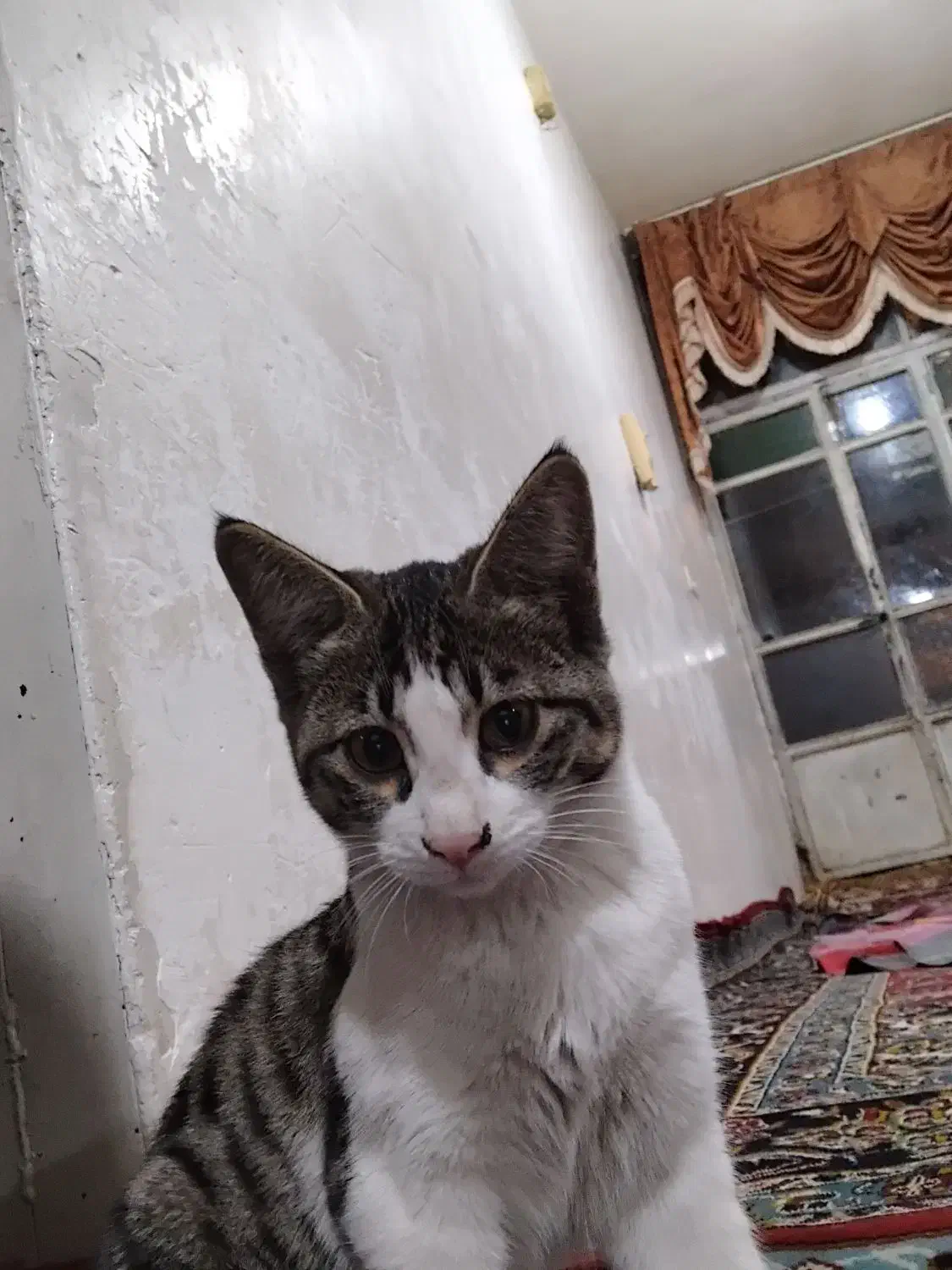 واگذاری دو تا گربه کاملا اهلی|گربه|مرند, |دیوار