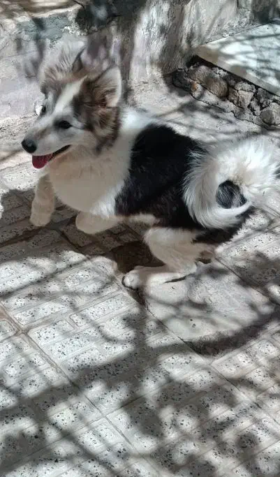 فروش سگ هاسکی نر|سگ|محلات, |دیوار