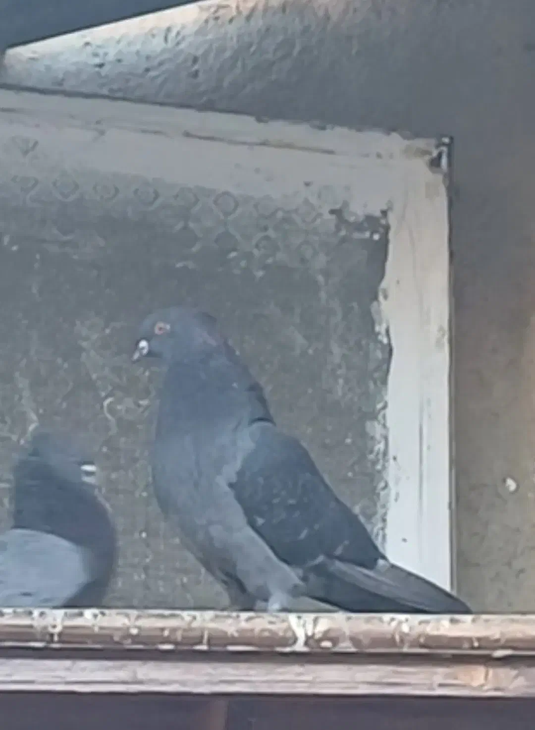 کبوتر گمشده|حیوانات|بروجرد, |دیوار