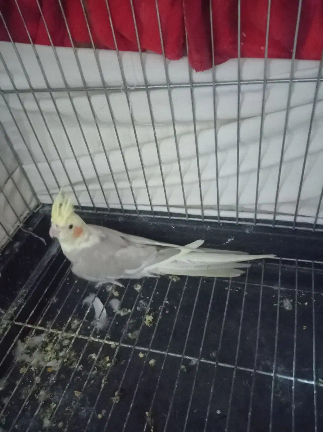 عروس ماده|پرنده|شهریار, شهرک بهاران (ویره)|دیوار