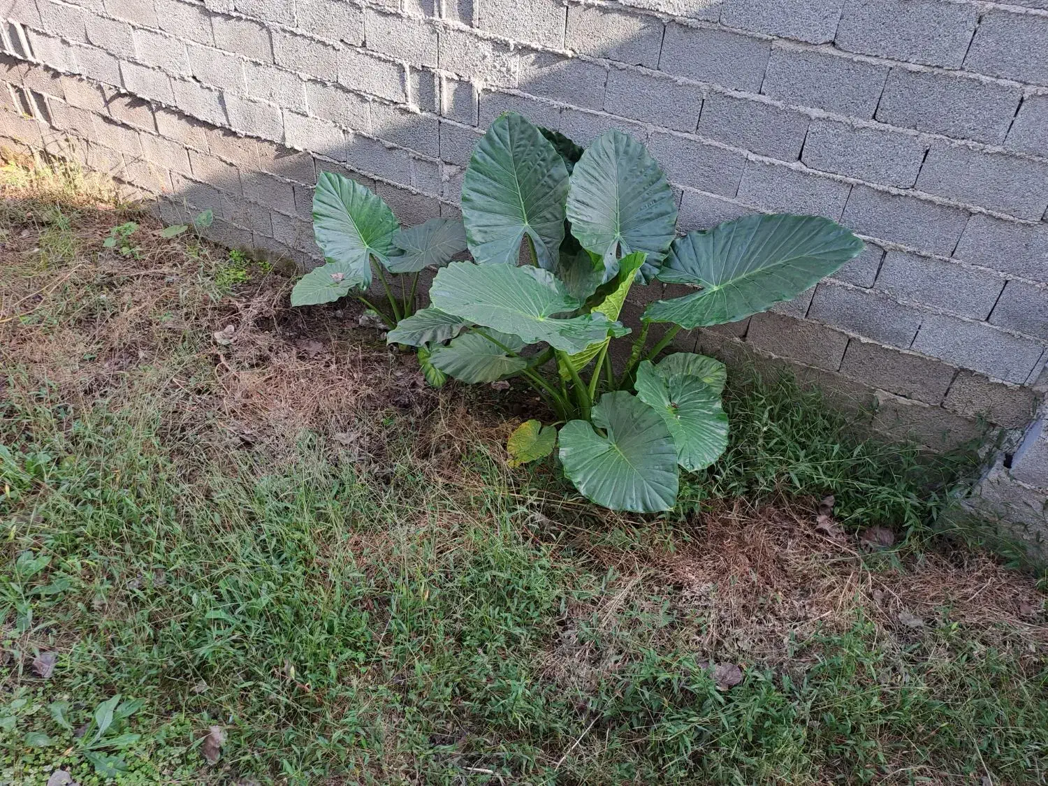 گل بابا آدم تنه سبز|گل و گیاه طبیعی|تولم شهر, |دیوار