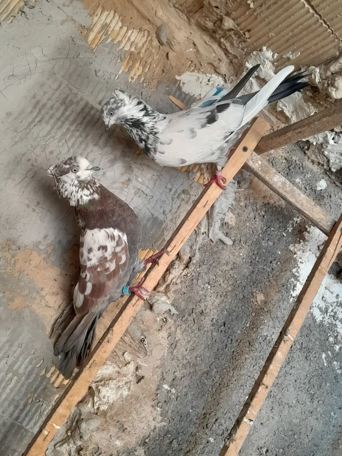 کفتر درجه یک ضمانتی|پرنده|رباط‌کریم, انجم آباد|دیوار