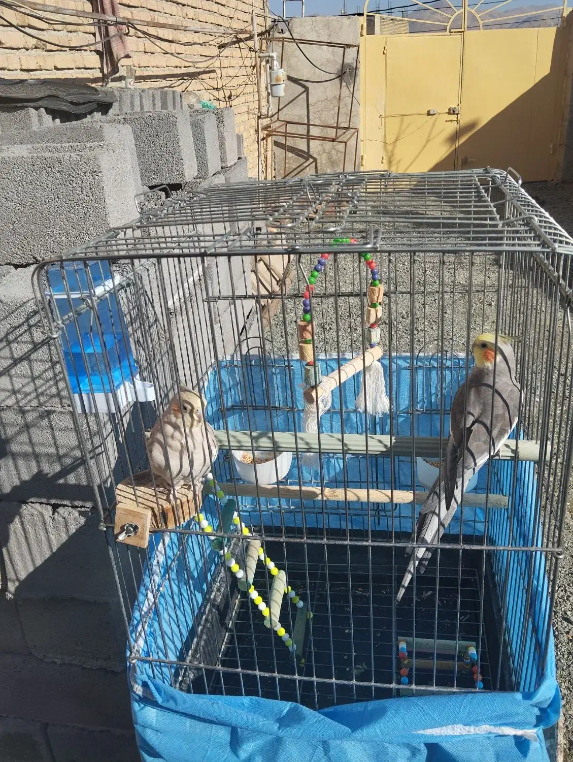 عروس هلندی|پرنده|کامیاران, |دیوار