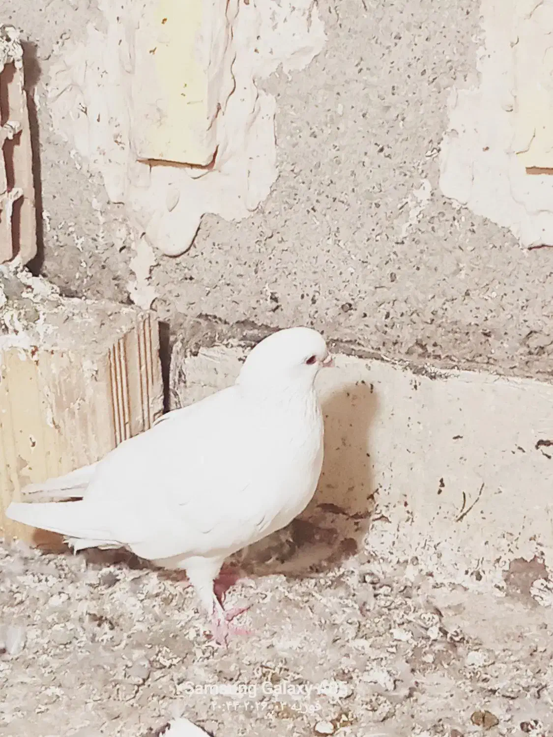 کبوتر سفید|پرنده|نهبندان, |دیوار