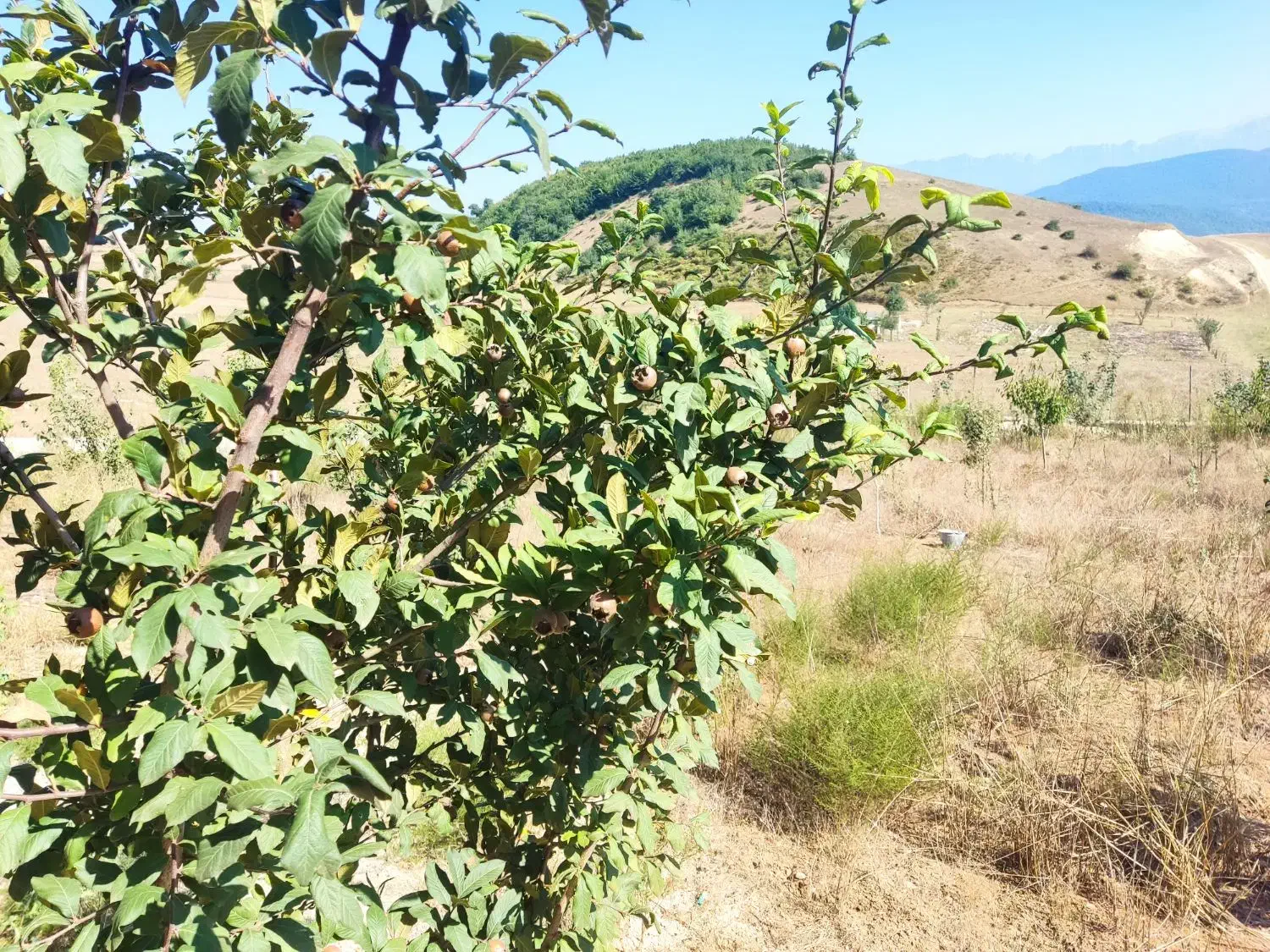 باغ ییلاقی|فروش زمین و ملک کلنگی|فریم, |دیوار