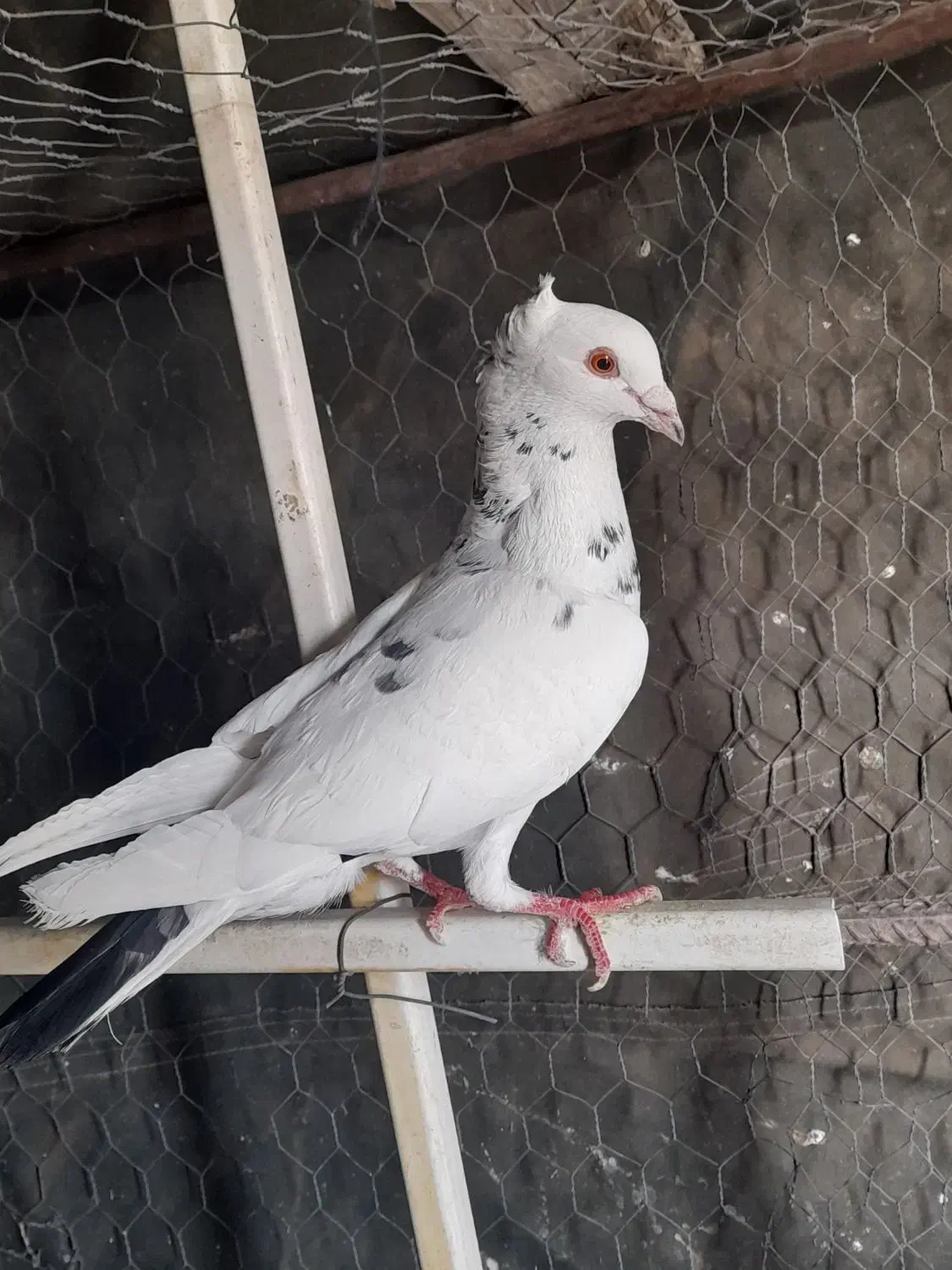 کفتر چپ|پرنده|گلبهار, نوبهار|دیوار