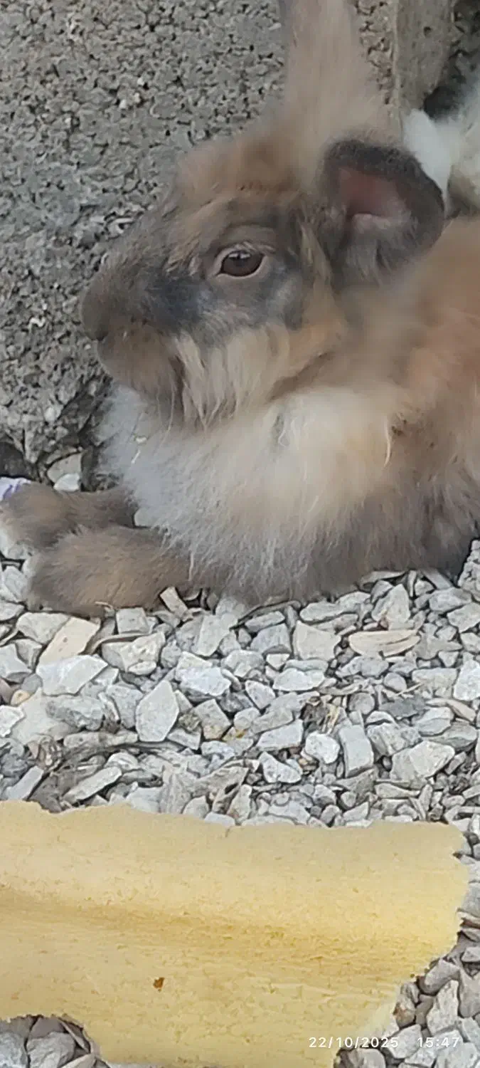 دوعدد خرگوش لوپ|موش و خرگوش|اندیمشک, |دیوار