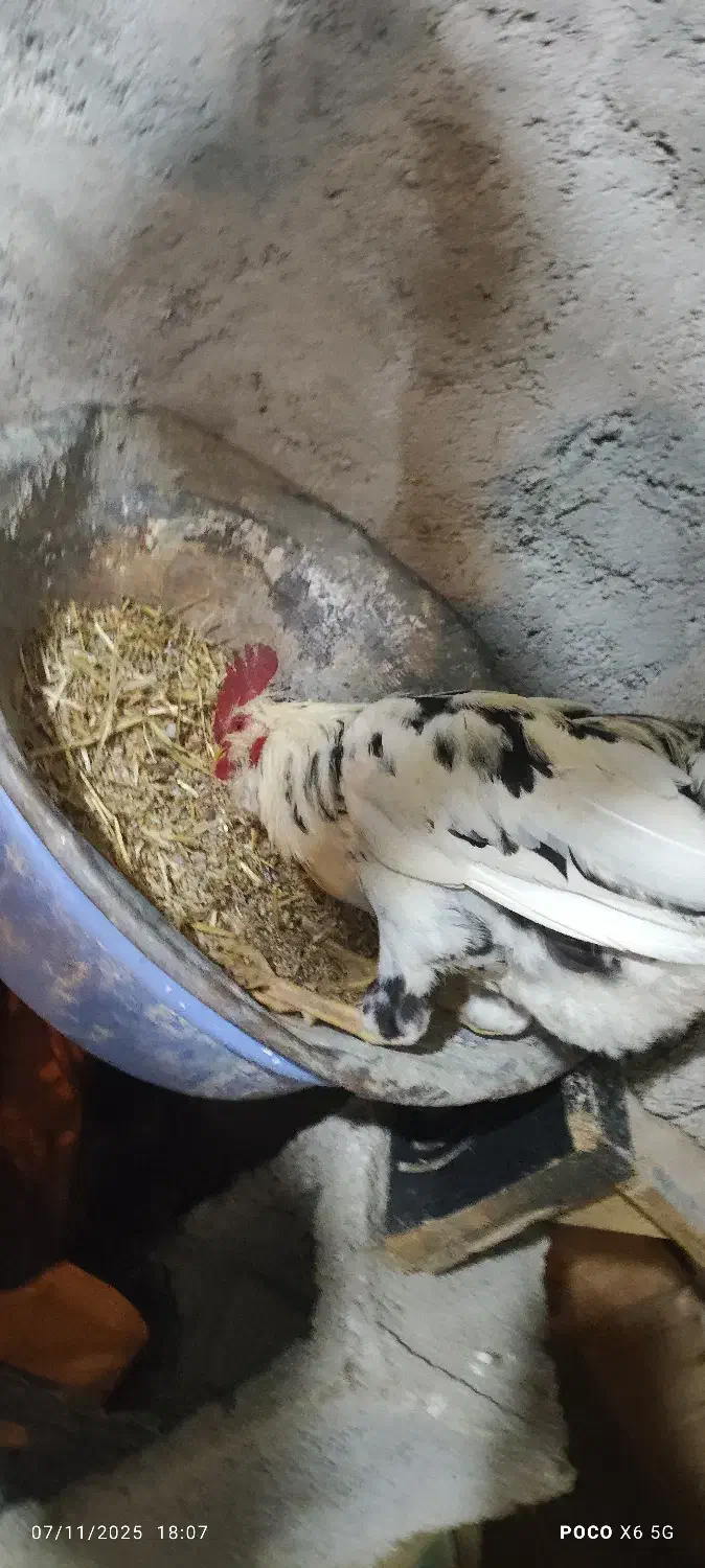 تخم مرغ نطفه دار|حیوانات مزرعه|مشگین شهر, |دیوار