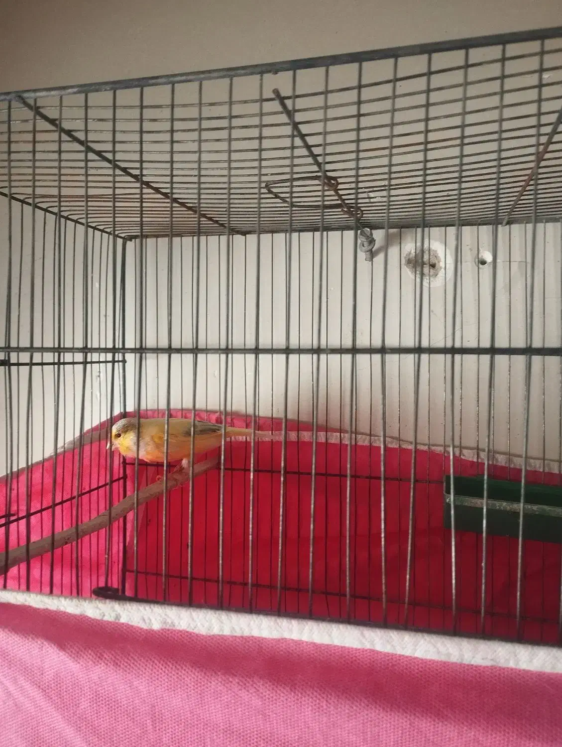 ماده قناری یک عدد|پرنده|هشتگرد, فاز ۳ مهستان|دیوار