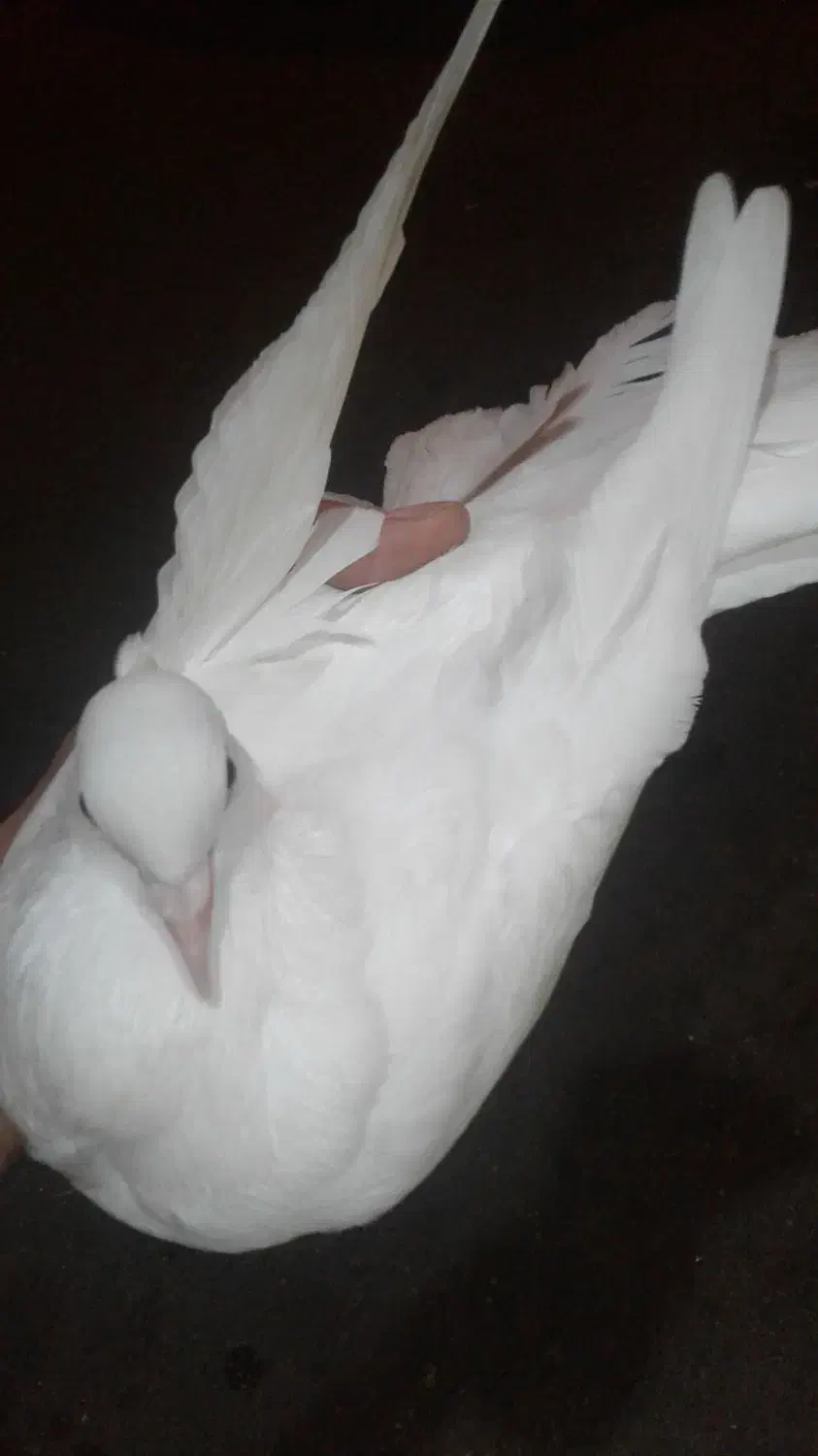 کبوتر پا پر دم چتری  کاکولی ماده ۵۰۰|پرنده|رشت, معلولین|دیوار