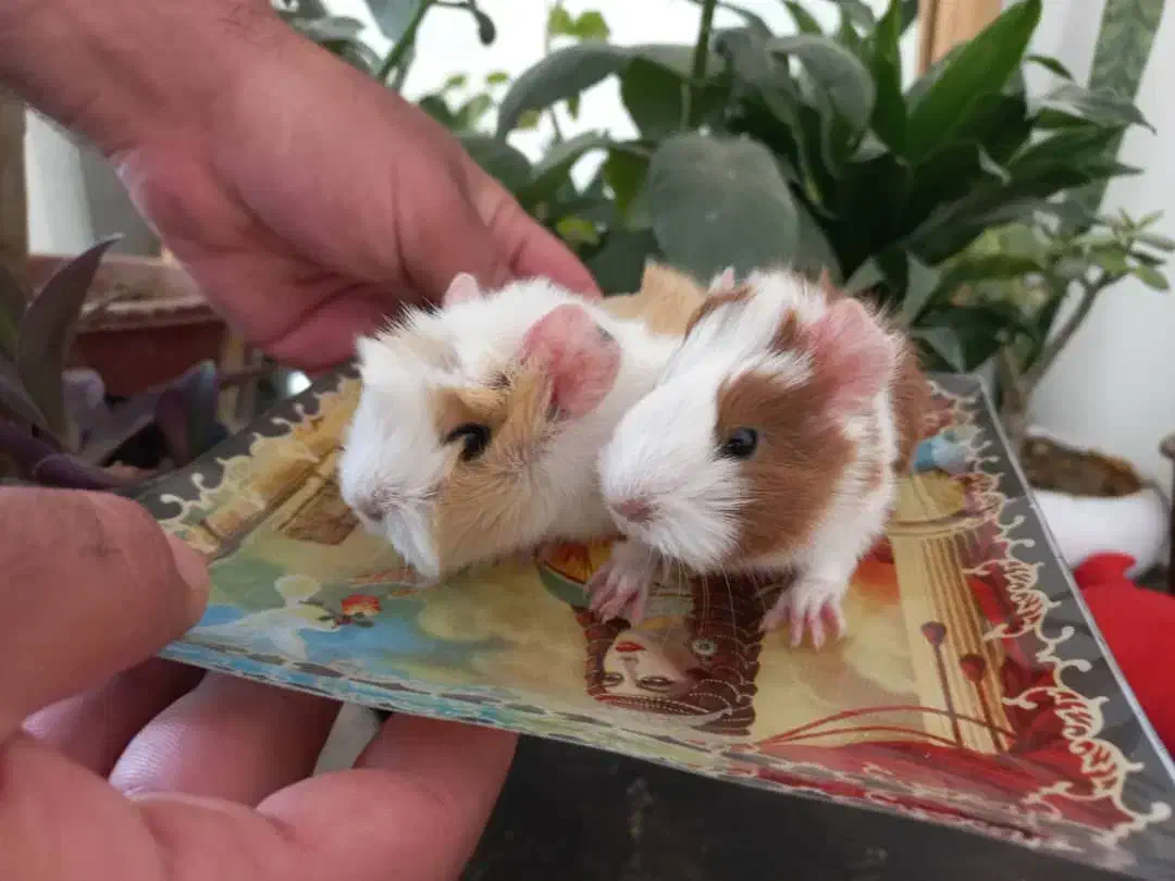 توله خوکچه 4عدد|موش و خرگوش|تهران, گلستان (شهرک راه آهن)|دیوار