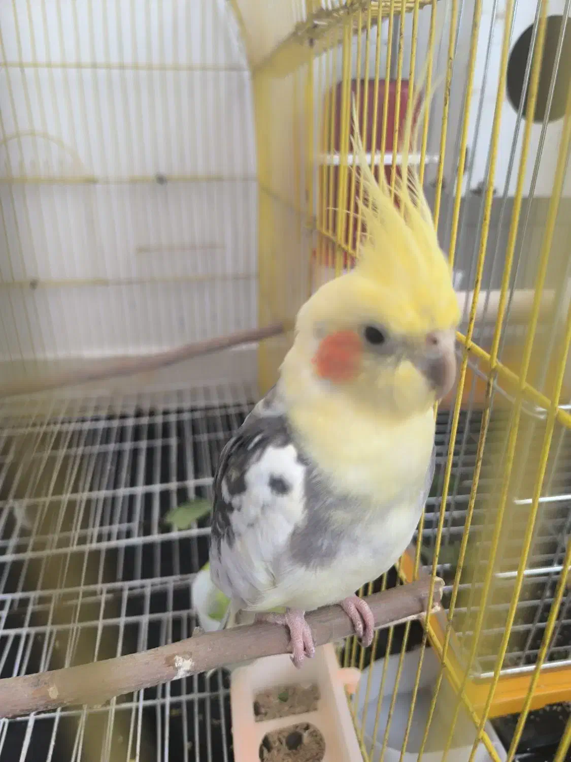 عروس هلندی سخنگو|پرنده|گرگان, |دیوار