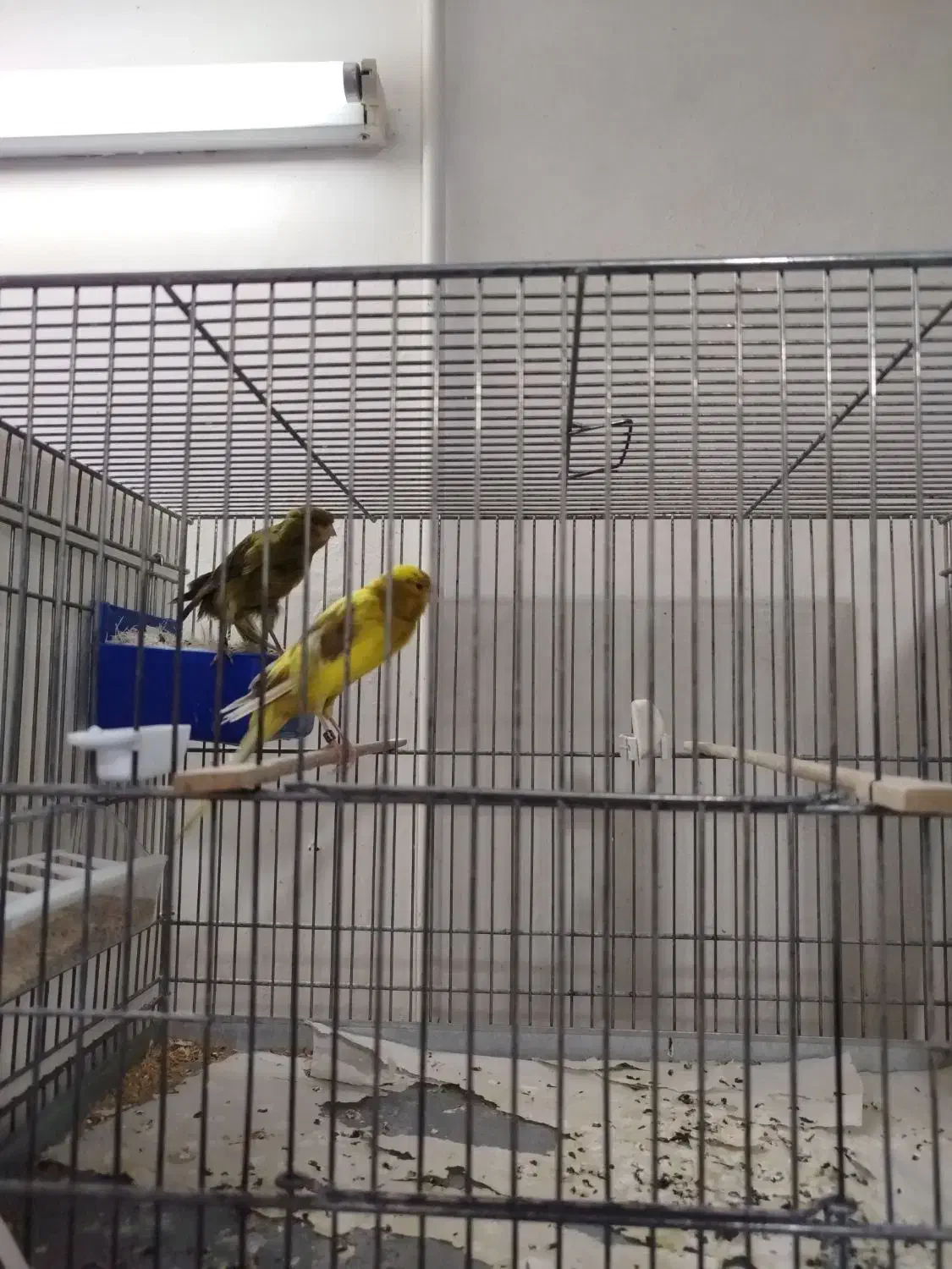 قناری مولد|پرنده|حمیدیا, |دیوار