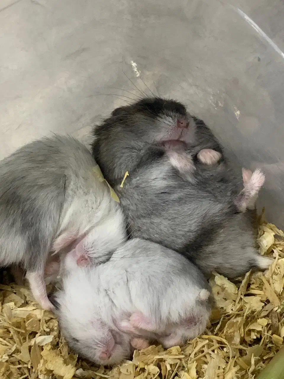 همستر مینیاتوری|موش و خرگوش|شیراز, جانبازان|دیوار