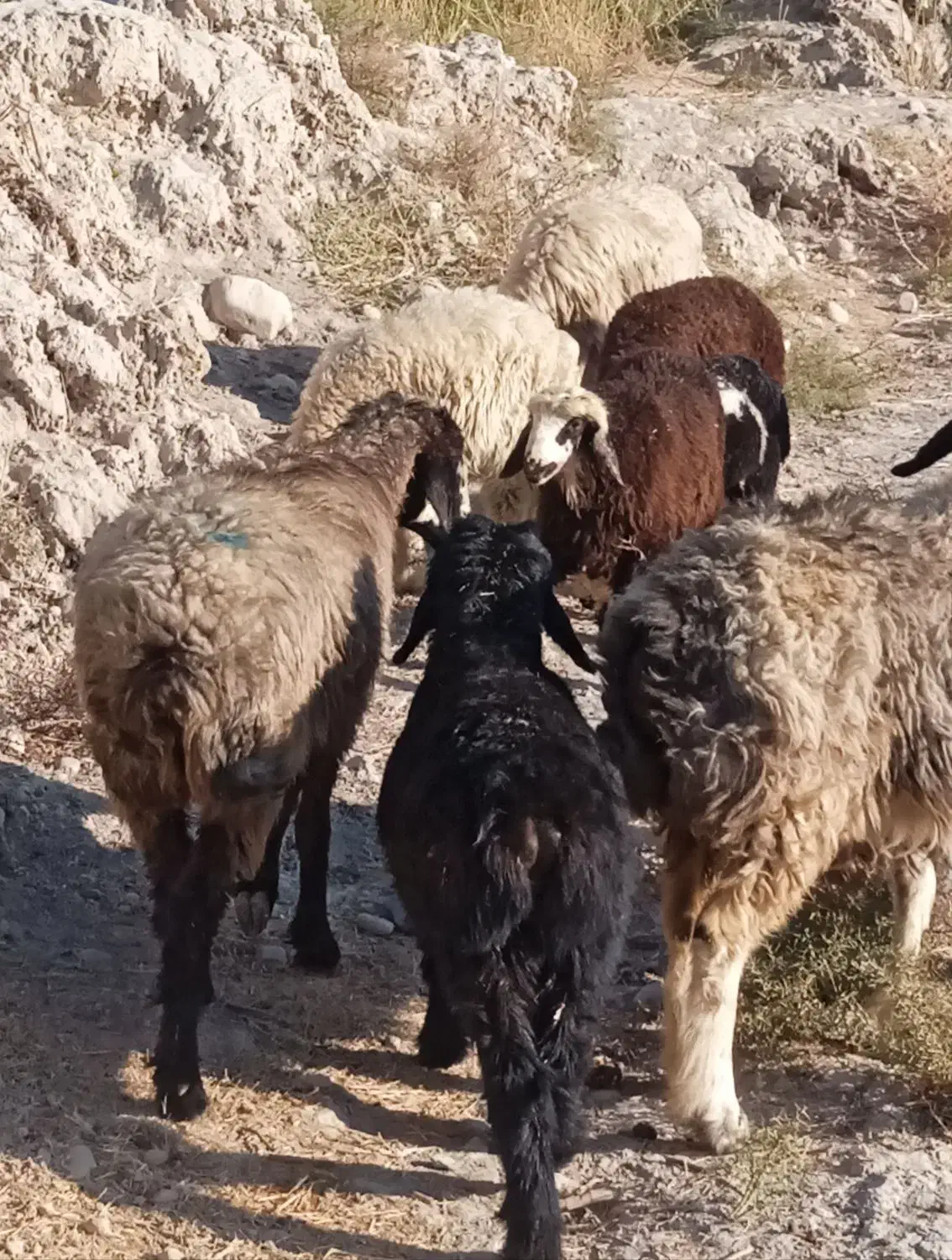 7 راس میش ترکی بره دار|حیوانات مزرعه|جره و بالاده, |دیوار