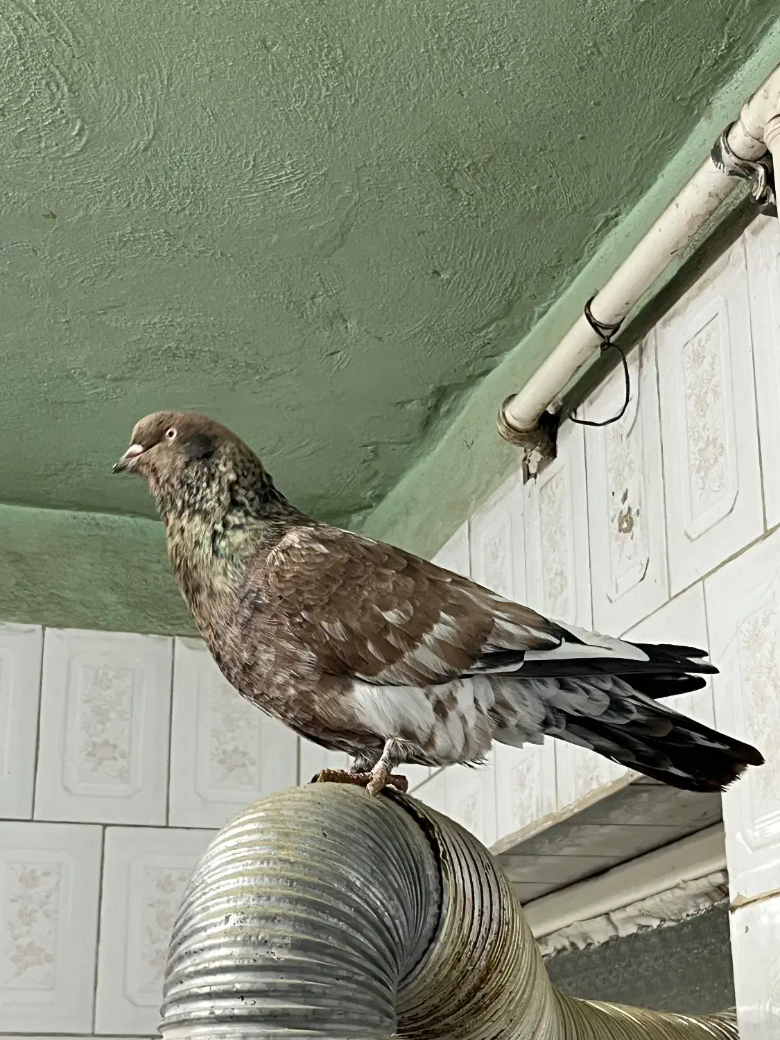 کله ای معاوضه با ماده کله ای|پرنده|اهواز, گلستان|دیوار