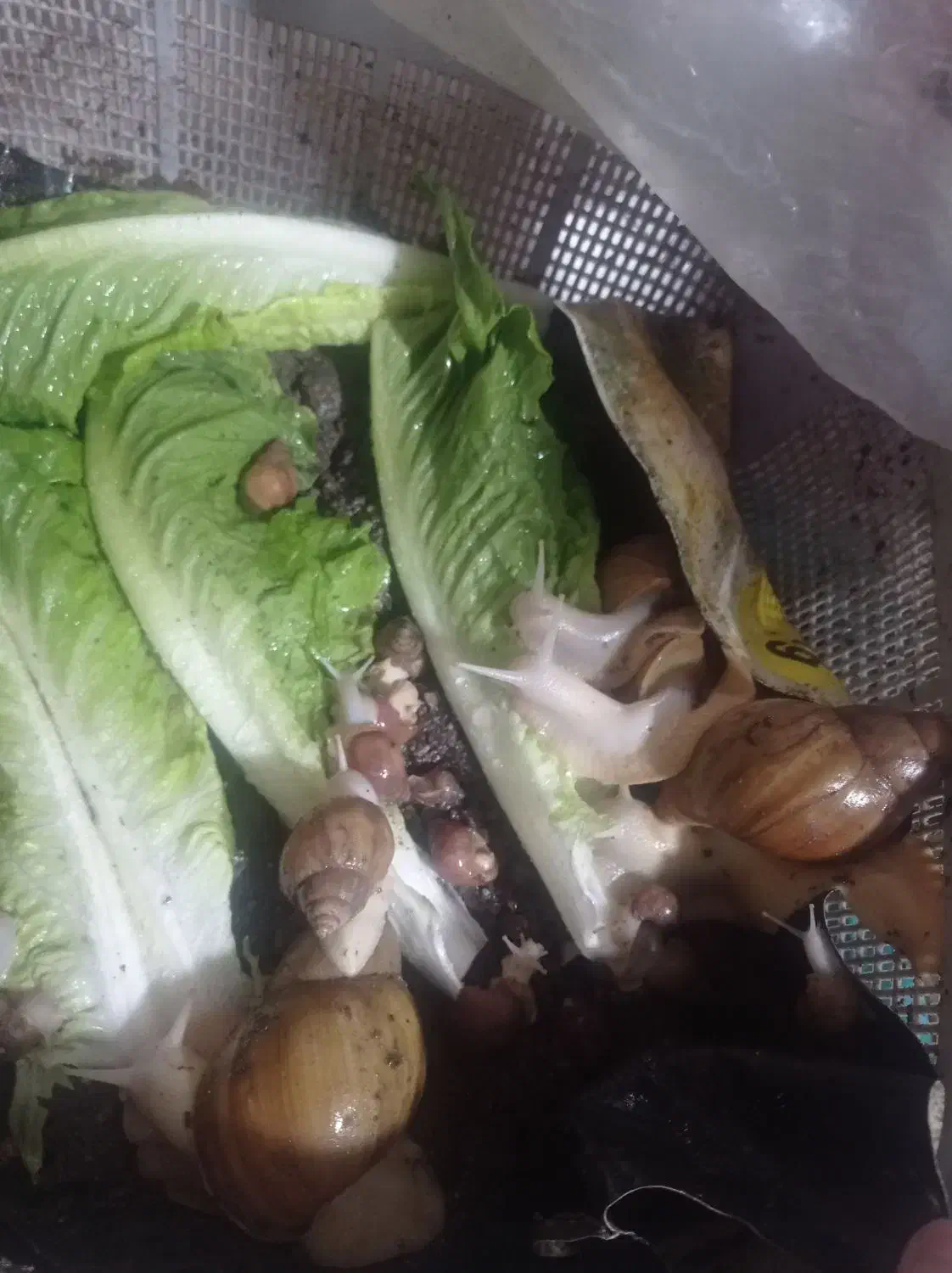 حلزون فروشی|لوازم جانبی حیوانات|بم, |دیوار