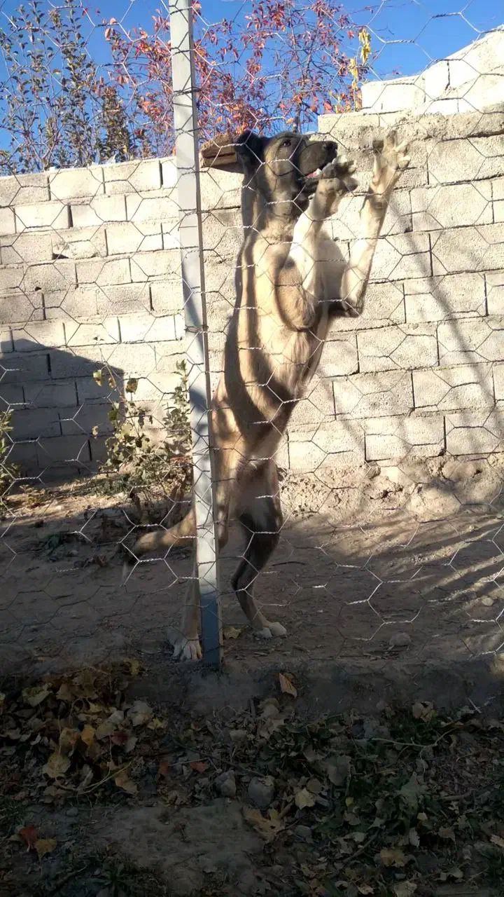 واگذاری سگ سرابی|سگ|مشگین شهر, |دیوار