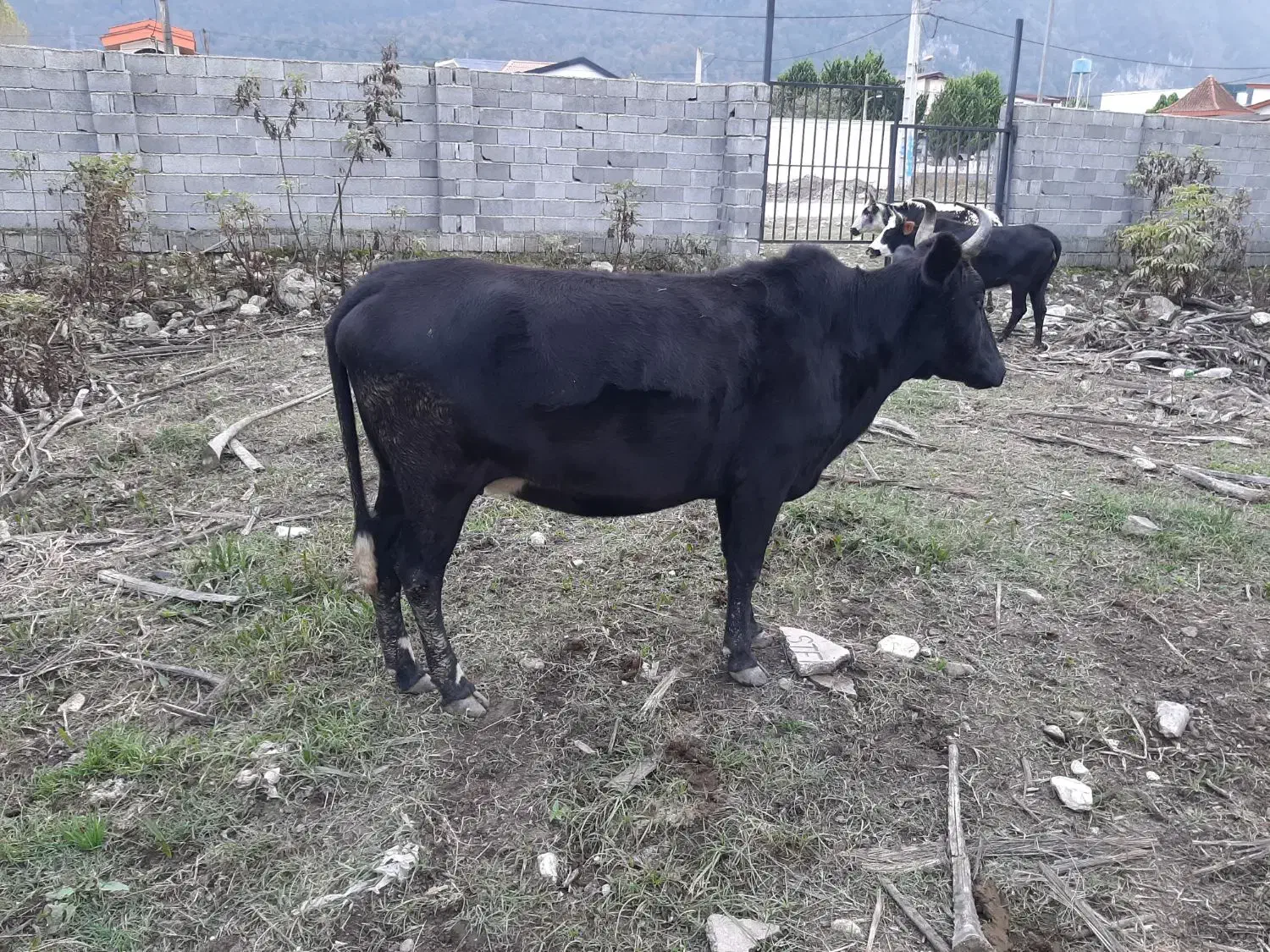 گاو داشتی مناسب برای گله|حیوانات مزرعه|نوشهر, |دیوار