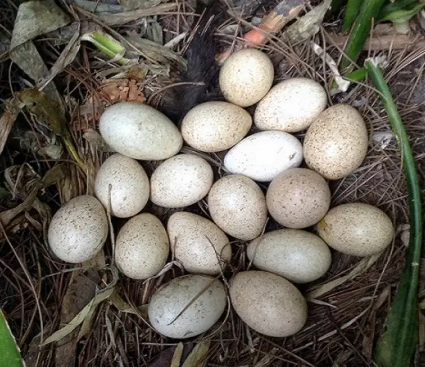 تخم بوقلمون|حیوانات مزرعه|زابل, |دیوار