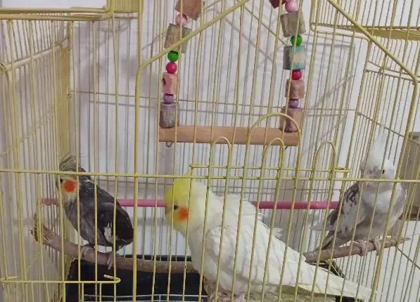 عروس هلندی|پرنده|سورک, |دیوار