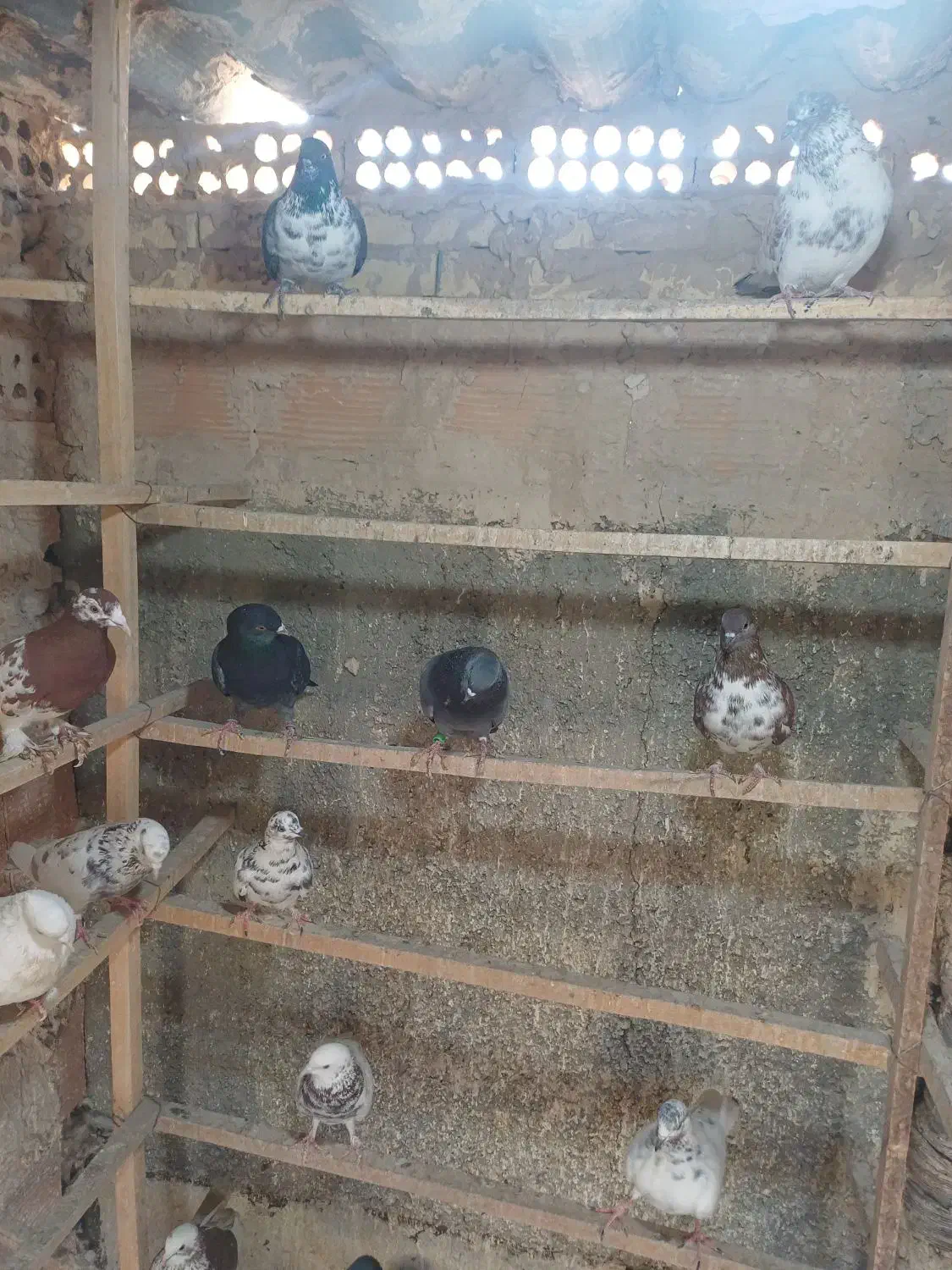 کبوتر پرشی|پرنده|چهاردانگه (تهران), |دیوار