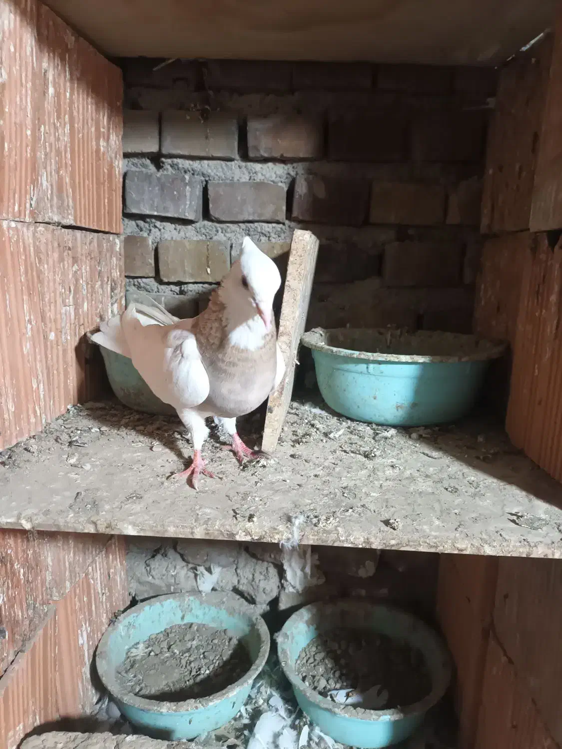 ۱ جفت آلمانی و چند تا رنگی|پرنده|گنبد کاووس, |دیوار