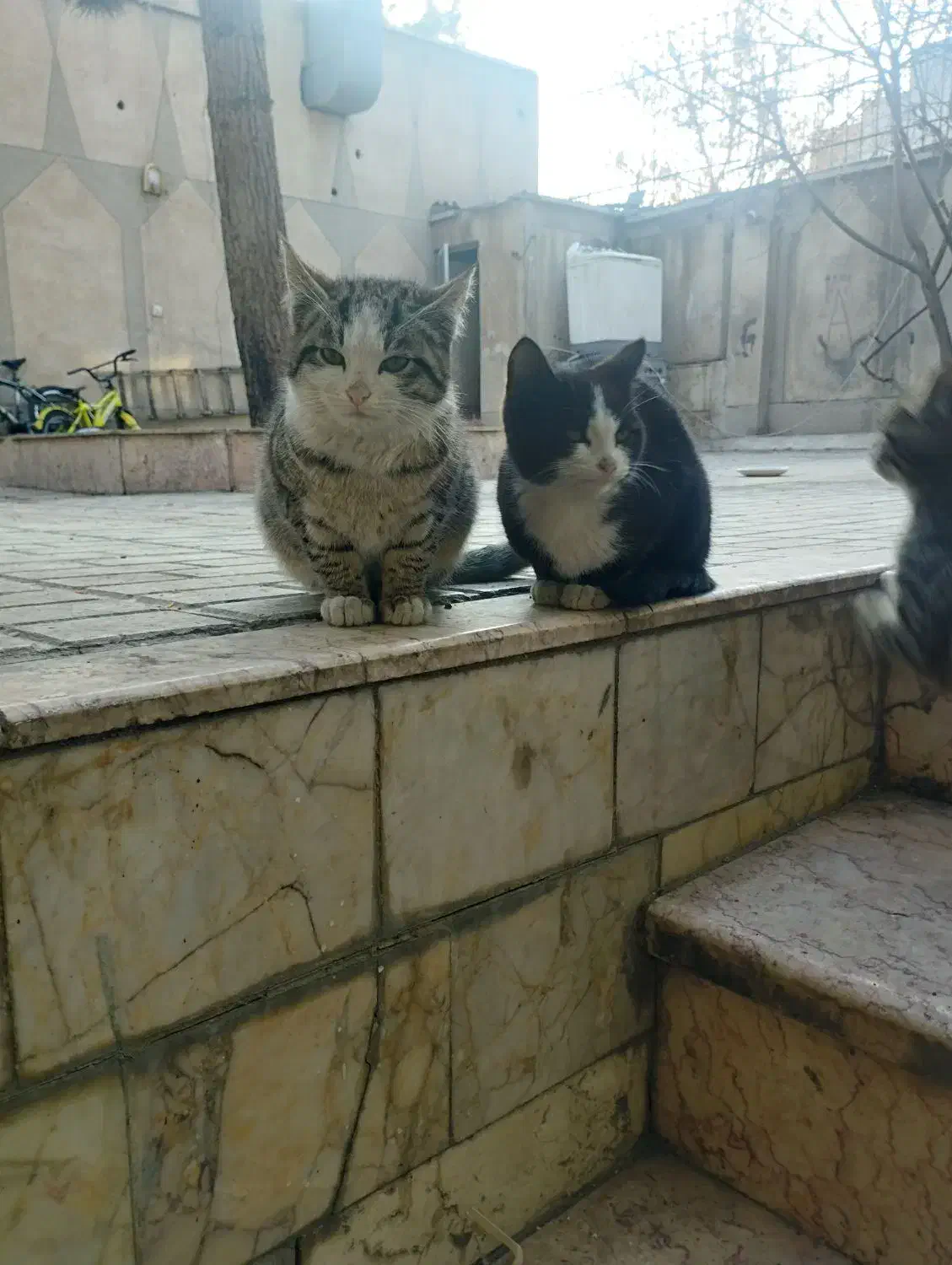 گربه خانگی نژاد DSH|گربه|مشهد, گاز|دیوار