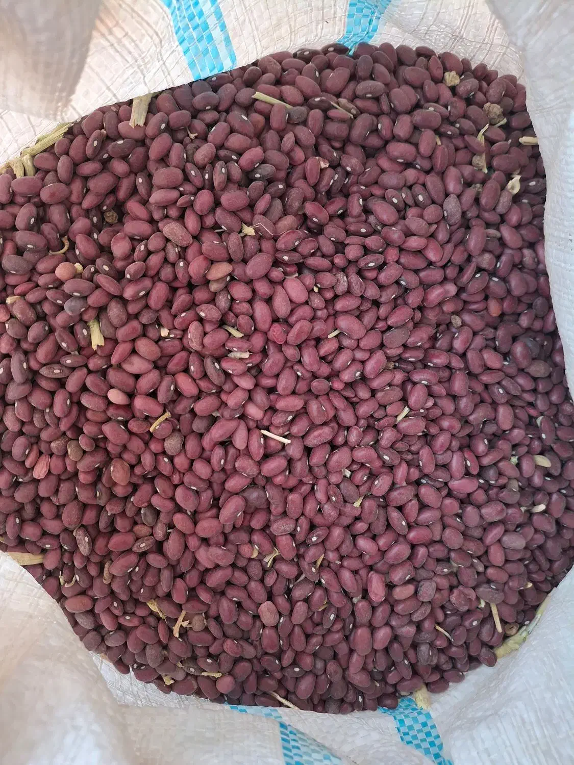 لوبیا قرمز|خوردنی و آشامیدنی|بیرانوند, |دیوار