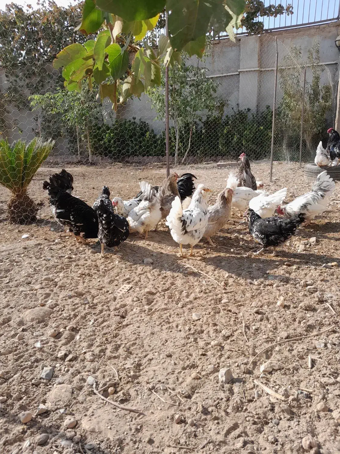 مرغ و خروس گلین چهل تاج|حیوانات مزرعه|پاکدشت, پاکدشت (مامازند)|دیوار