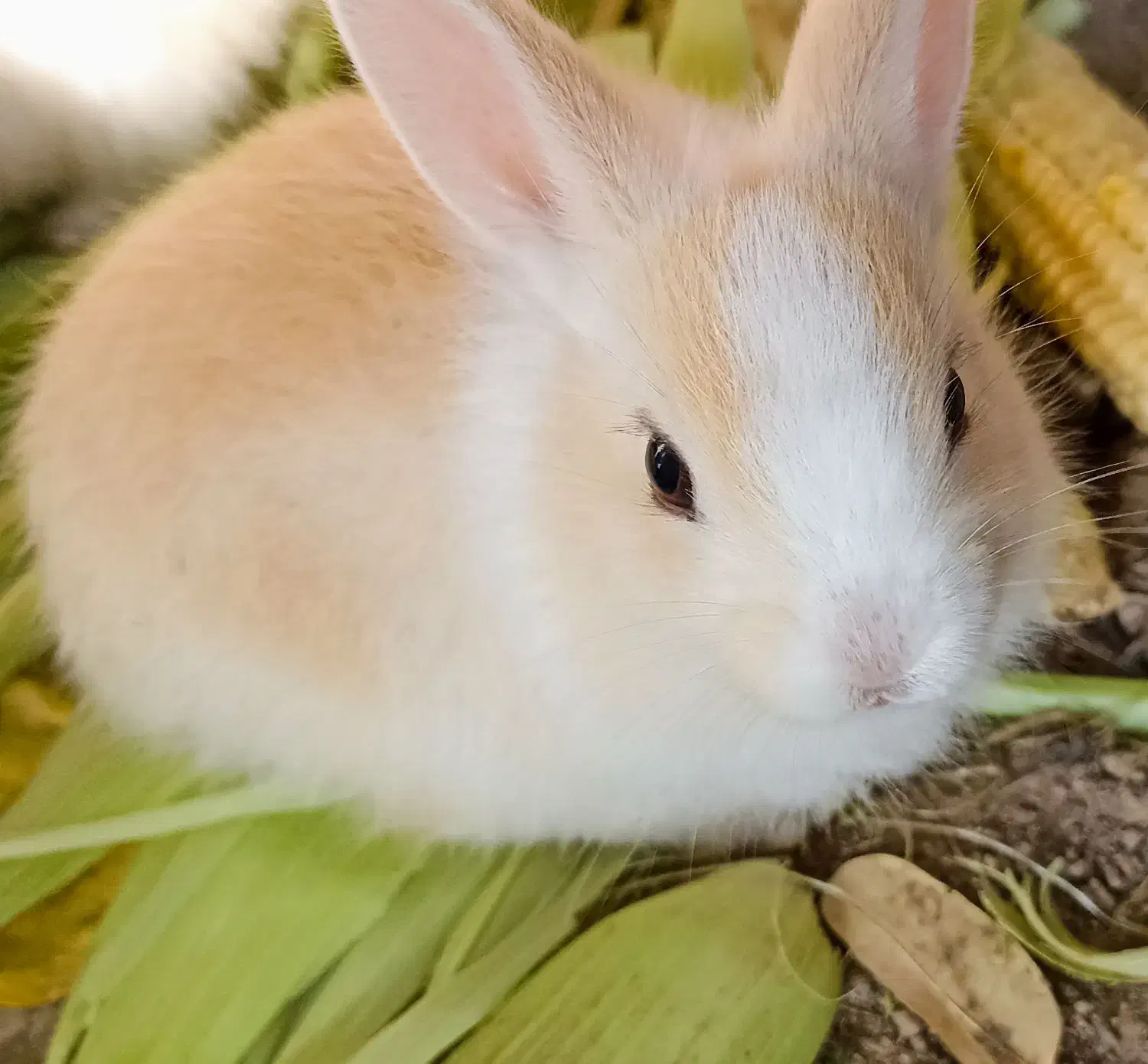 بچه خرگوش ۳۵روزه|موش و خرگوش|بوشهر, |دیوار