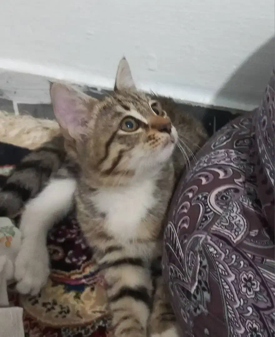 واگذاری گربه کوچولوی ملوس|گربه|کرج, اخترآباد|دیوار